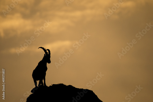 Alpensteinbock im Abendlicht