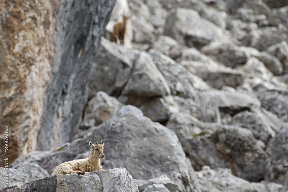 Junger Alpensteinbock ruht Junger Alpensteinbock ruht