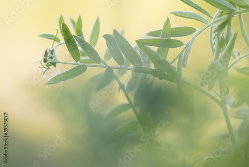 Bild auf Leinwand Tufted Vetch at summer evening