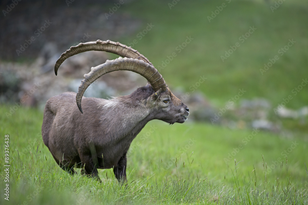 Alpensteinbock bei der Nahrungsaufnahme Alpensteinbock bei der Nahrungsaufnahme