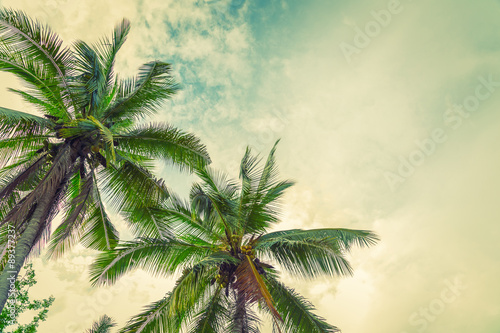 Coconut palm trees   Filtered image processed vintage effect.  