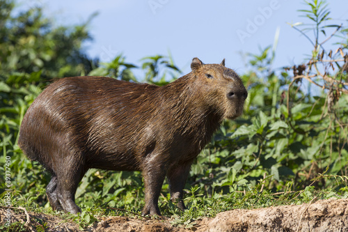 Capybara auf der Uferböschung