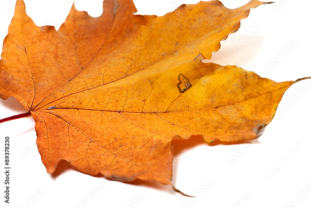 Dried autumn maple-leaf isolated on white background Dried autumn maple-leaf isolated on white background