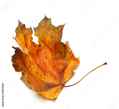 Dry autumn maple leaf
