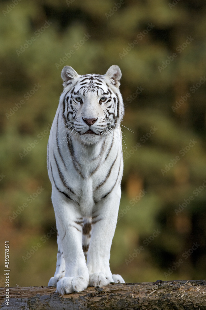 Weiße Tigerin