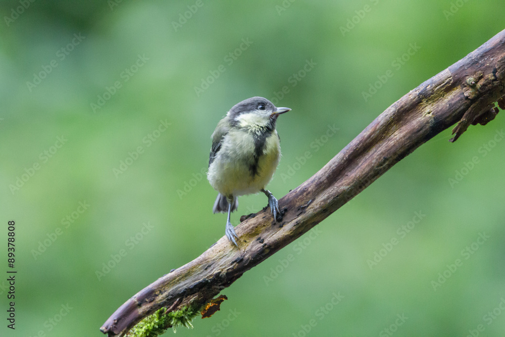 Fototapeta premium Kohlmeise auf Ast