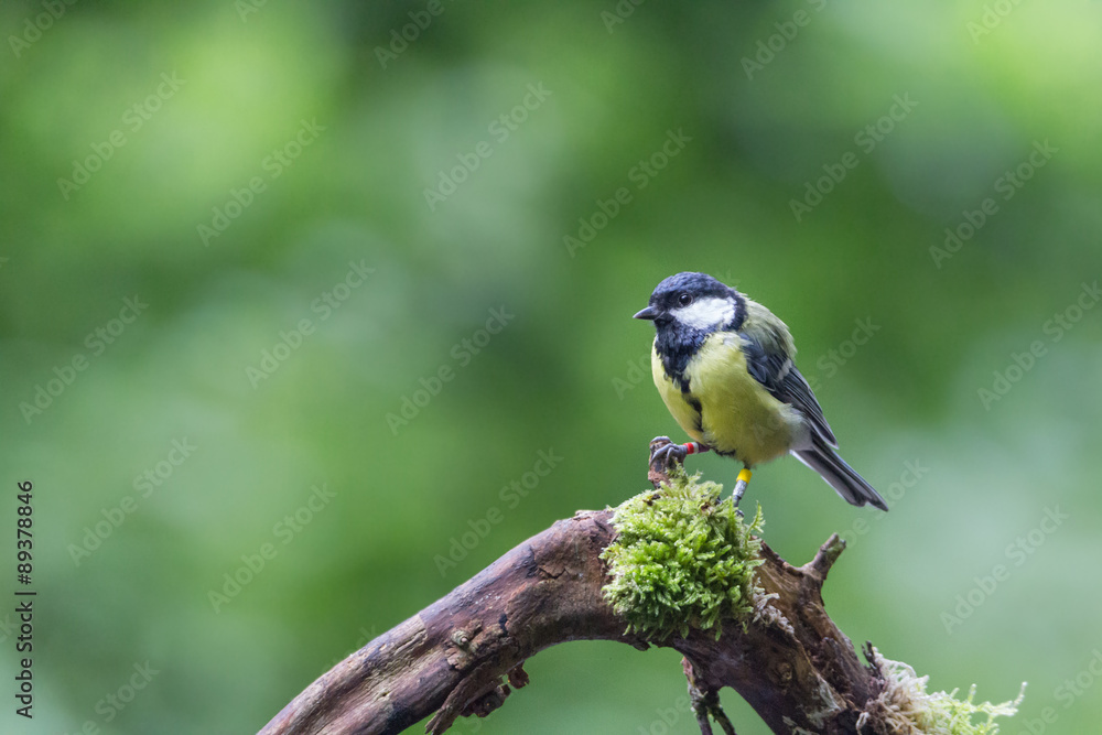 Fototapeta premium Kohlmeise auf Ast