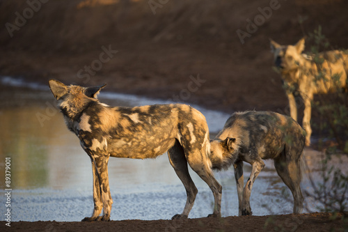 Afrikanische Wildhunde brechen zur Jagd auf