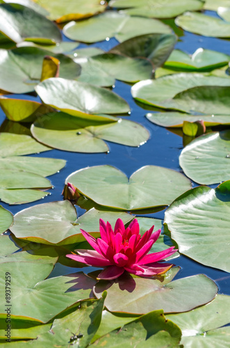Swedish water lilies in vertical view