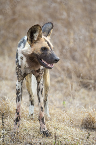 Afrikanischer Wildhund geht auf Beutesuche © aussieanouk