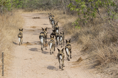 Afrikanische Wildhunde brechen zur Jagd auf