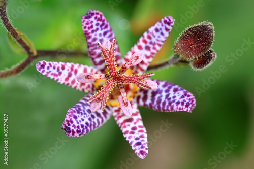 Fototapeta Naklejka Na Ścianę i Meble -  Tricyrtis formosana