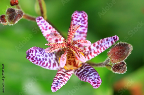 Beautiful flowers of Tricyrtis formos belongs to the orchid family