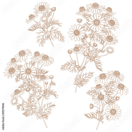 Contour Wild Chamomile Bunches Set.