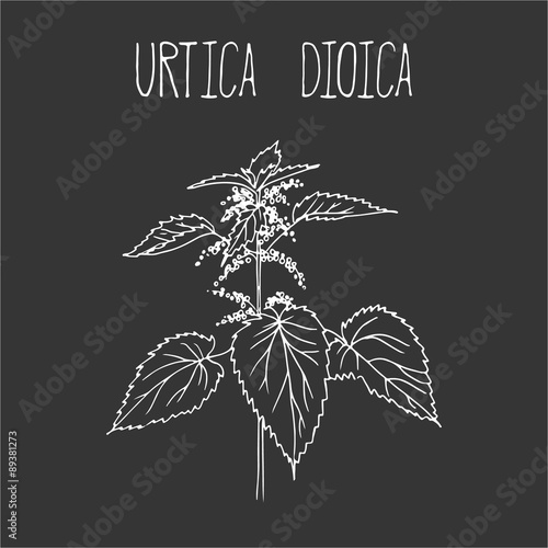 Hand drawing illustration of common nettle.