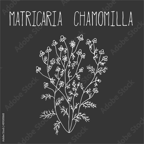 Hand drawing illustration of camomile.