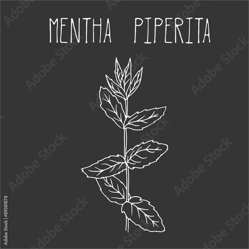 Hand drawing illustration of mint.