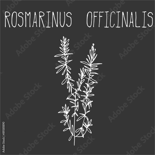 Hand drawing illustration of rosemary.