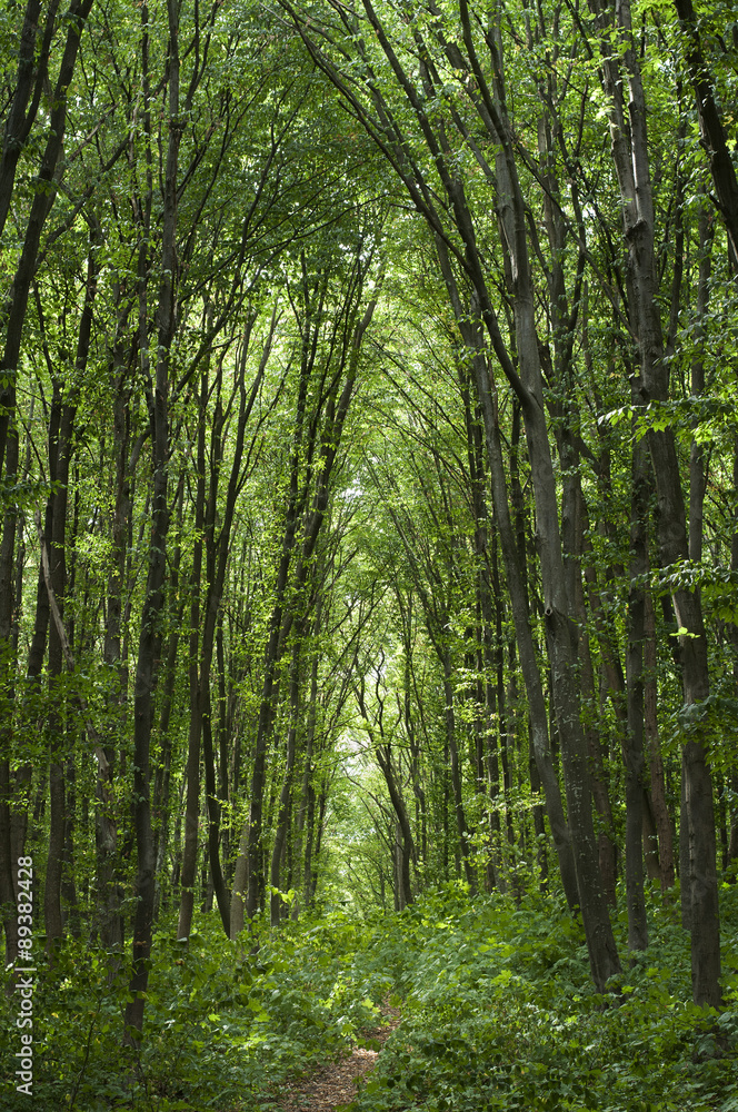 Trail in the woods Trail in the woods