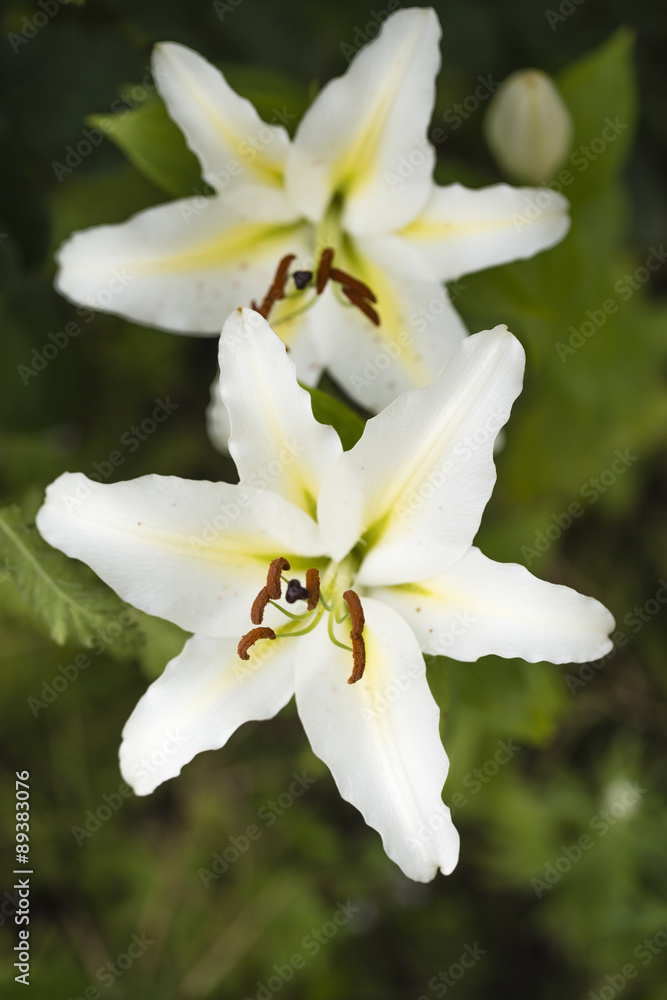 Obraz premium fleur-de-lis 