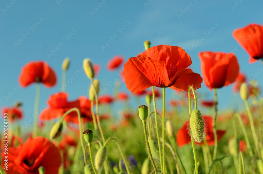 Naklejka premium The charming landscape with poppies in sunny day against the sky
