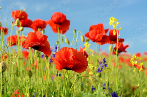 The charming landscape with wildflowers and poppies on a sunny d