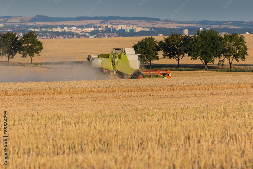 Obraz premium Combine harvesting golden wheat