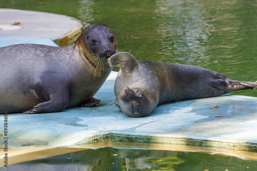 Naklejka premium Harbour seal (Phoca vitulina) baby