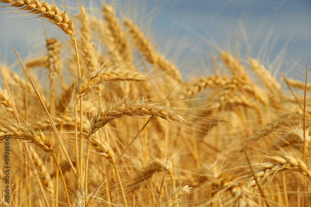 Obraz premium wheat closeup