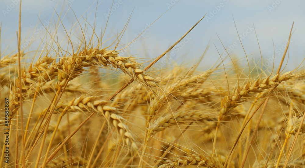 Fototapeta premium wheat closeup