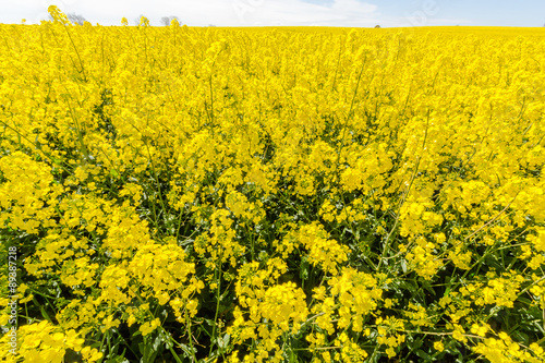 Rapsblüte im Dänischen Wohld