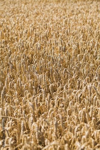 Goldenes Weizenfeld kurz vor der Ernte im Sommer