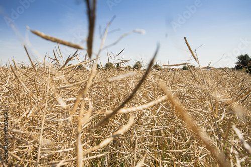 Kornfeld kurz vor der Ernte