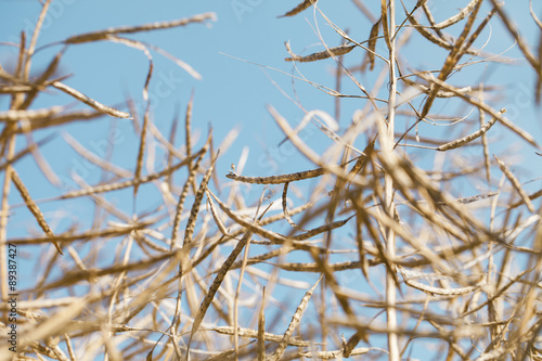 Kornfeld kurz vor der Ernte