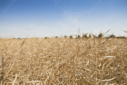 Goldenes Weizenfeld kurz vor der Ernte im Sommer