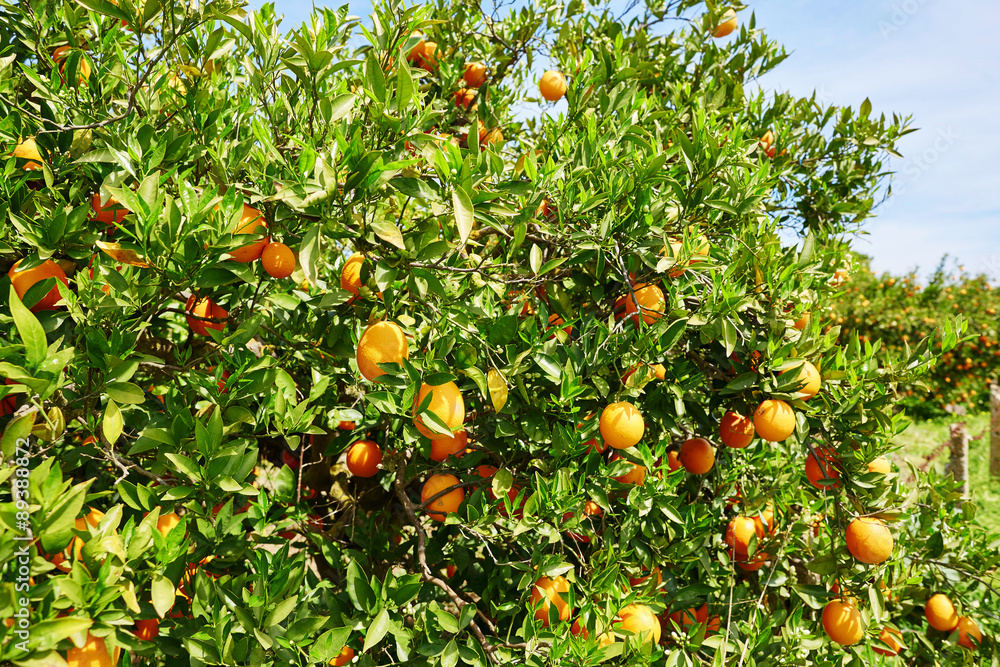 Beautiful orange grove in Northern Morocco