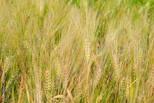 Hectares of barley © RAYBON