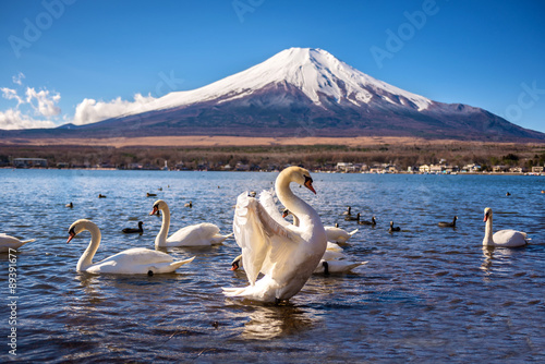 white swan flap wings in yamanaka lake