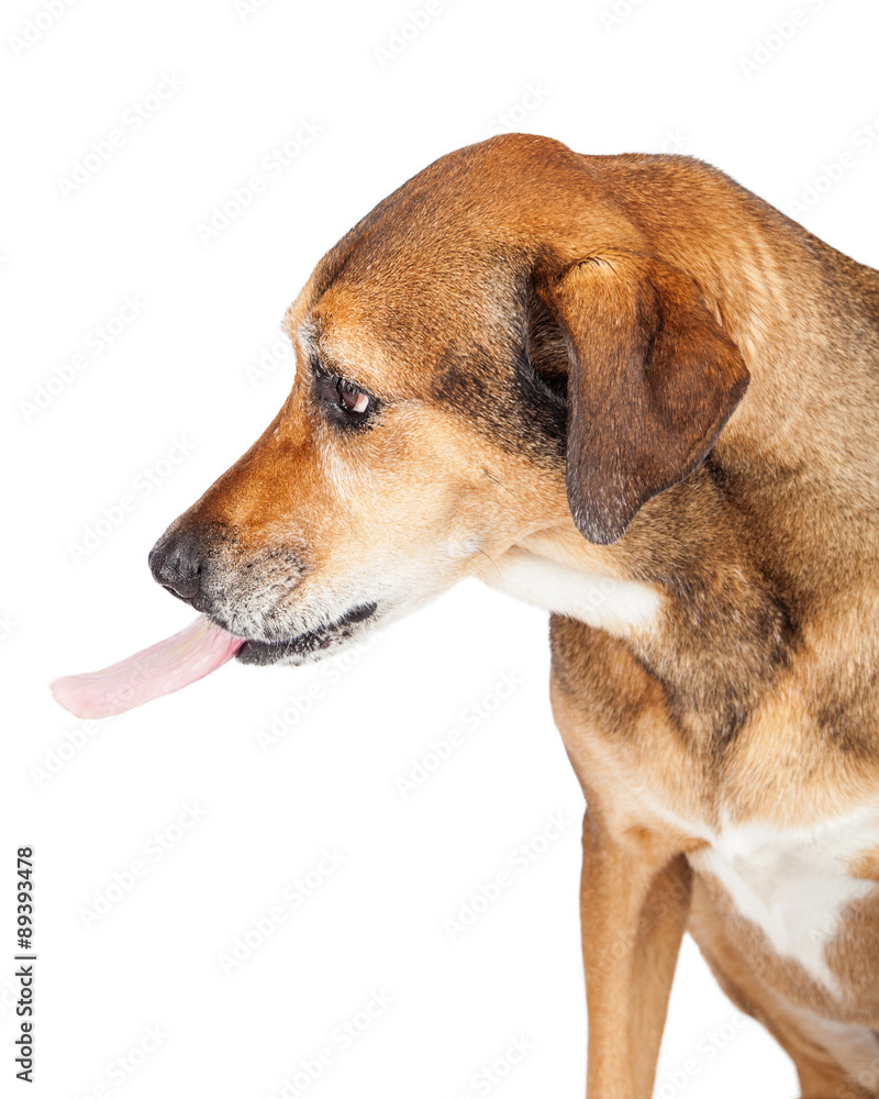 Funny Large Mixed Breed Dog Sticking Out Tongue