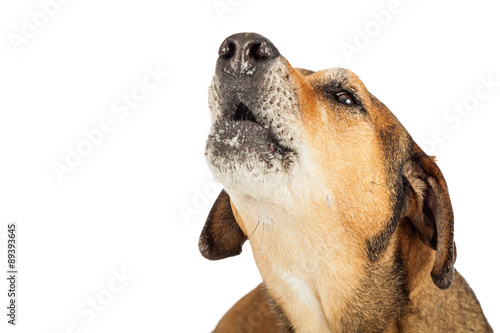 Photography Head Shot Of Large Mixed Breed Dog Howling