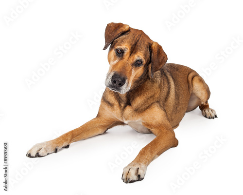 Inquisitive Large Mixed Breed Dog Laying