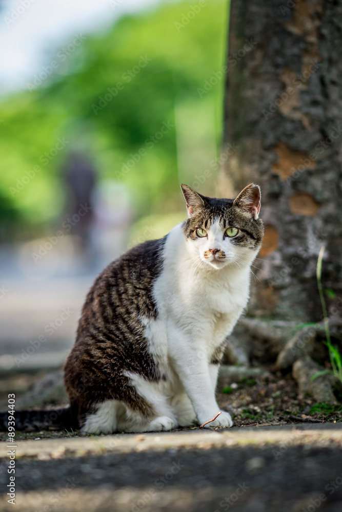 木の下で涼を得るのらねこ