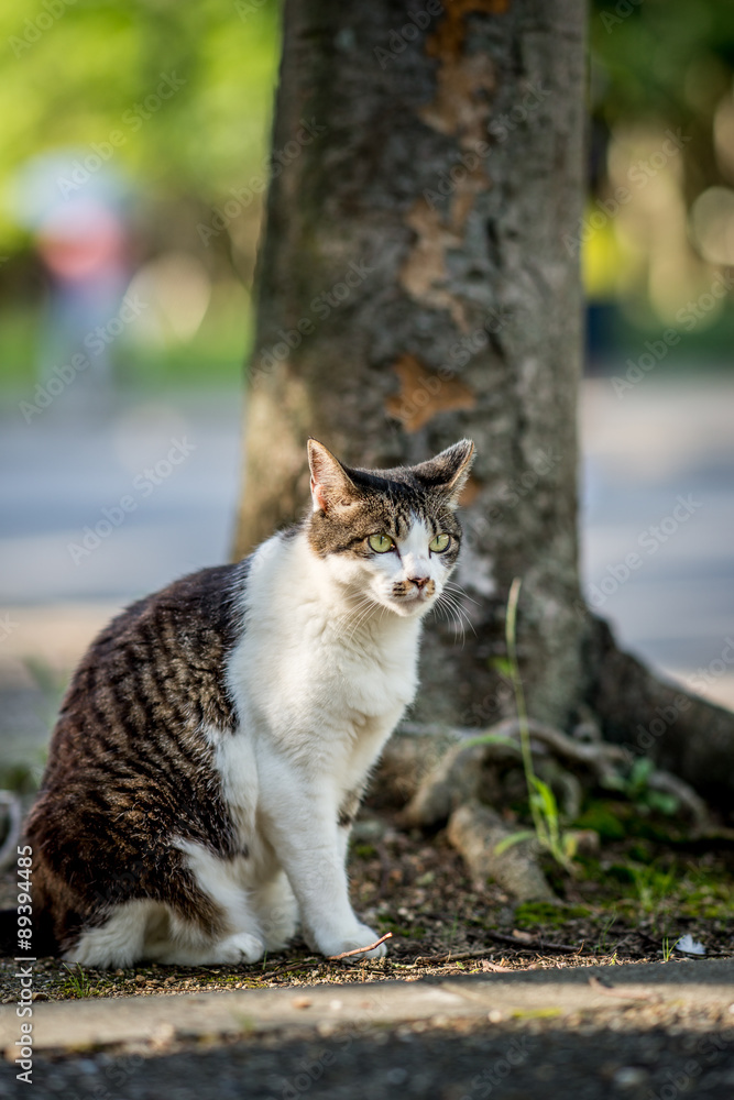 木の下で涼を得るのらねこ 木の下で涼を得るのらねこ