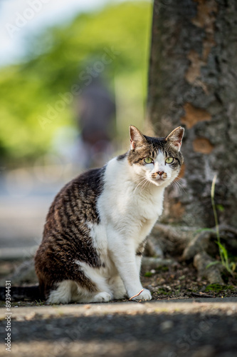 木の下で涼を得るのらねこ