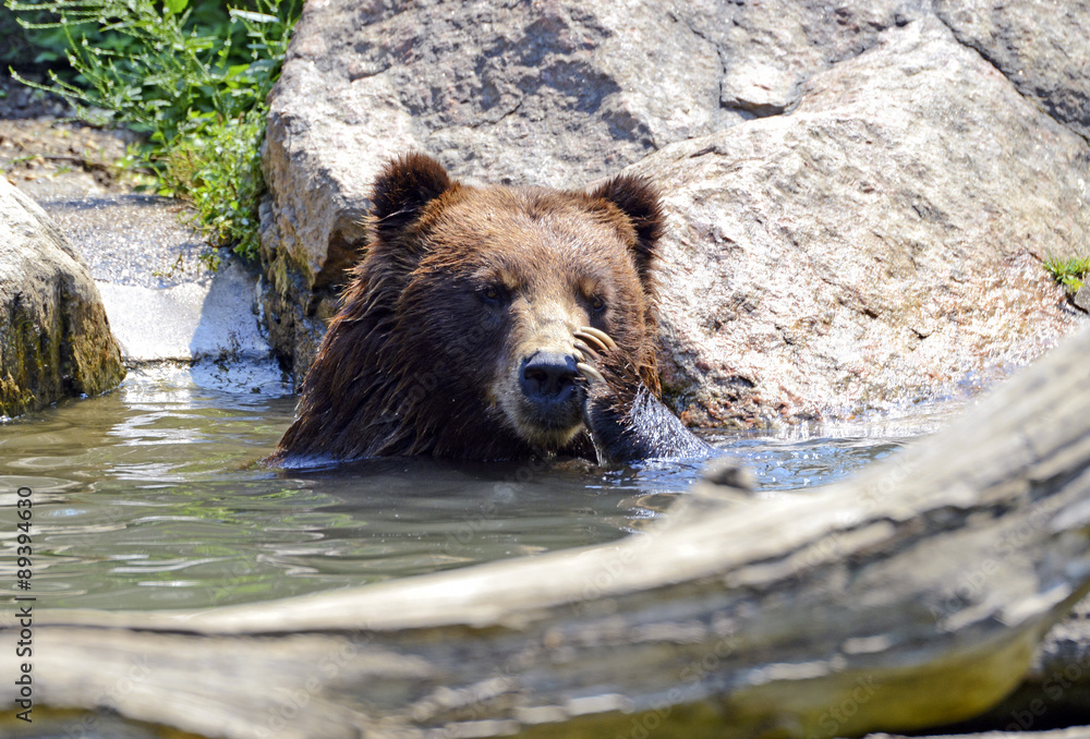 Fototapeta premium Grizzly Bear - isolated