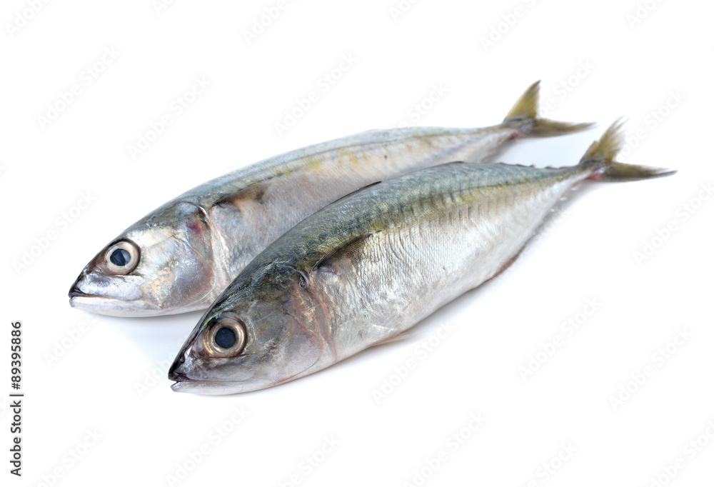 fresh whole round indian mackerel on white background fresh whole round indian mackerel on white background