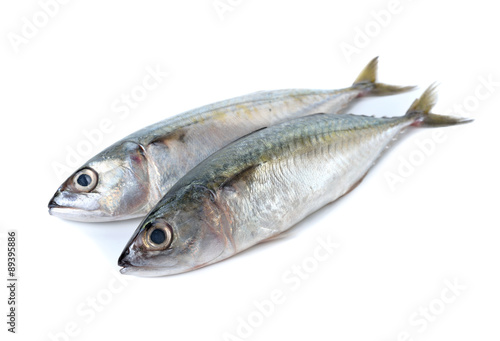 fresh whole round indian mackerel on white background