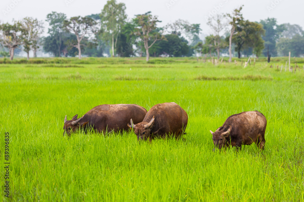Young buffalo eating  in the rice field 