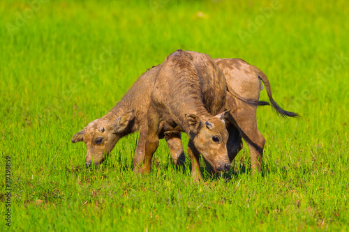 Couple of young buffalo eating grass in nature in Thailand