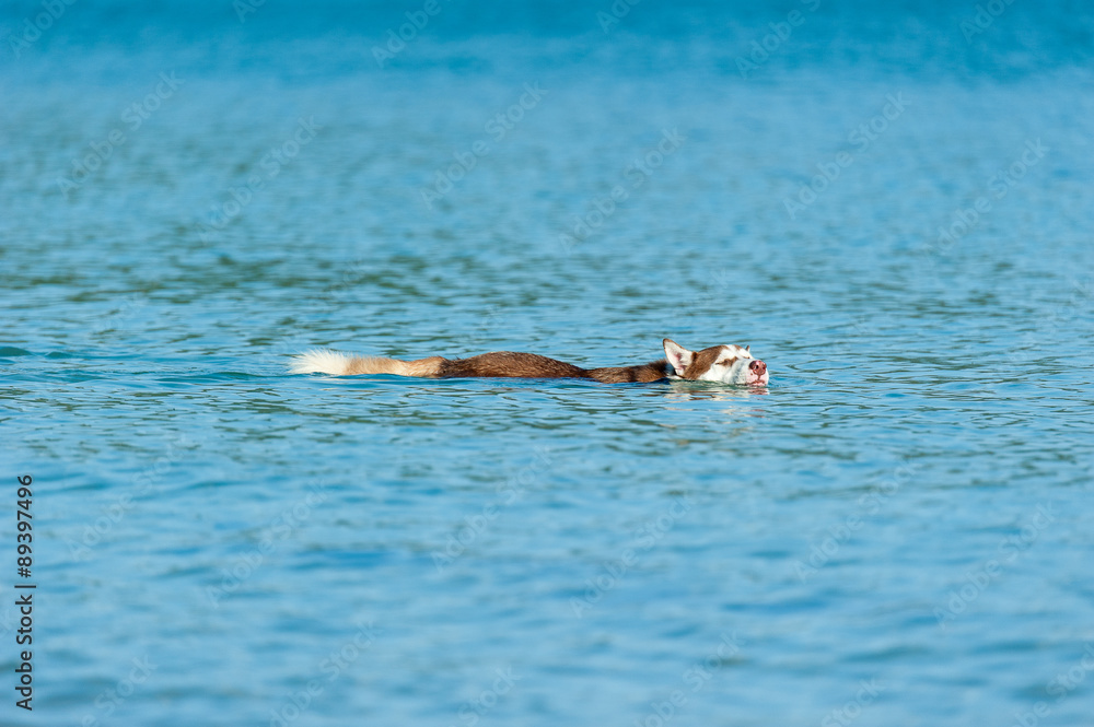 Fototapeta premium Dog playing at the beach